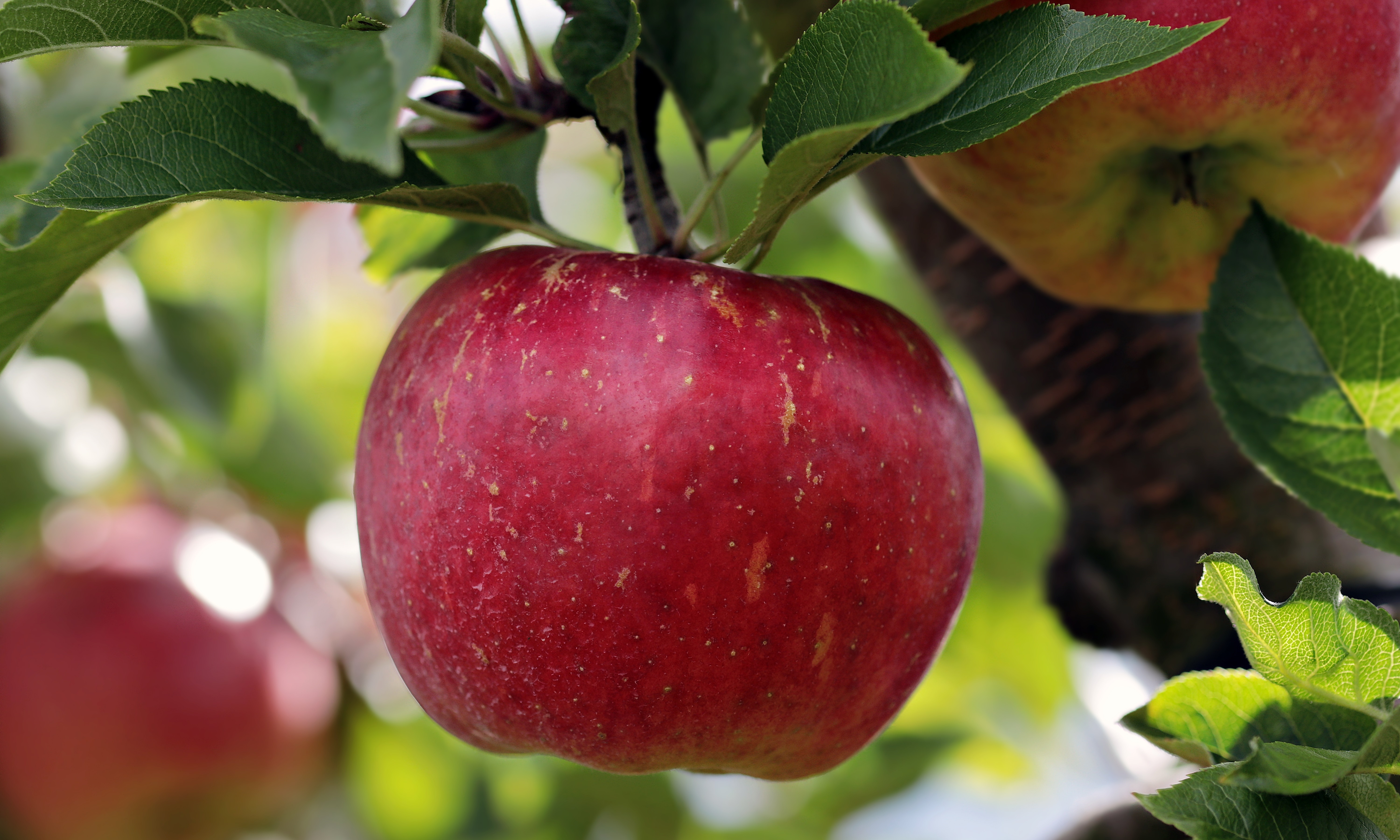 A close-up shot of an apple on a tree