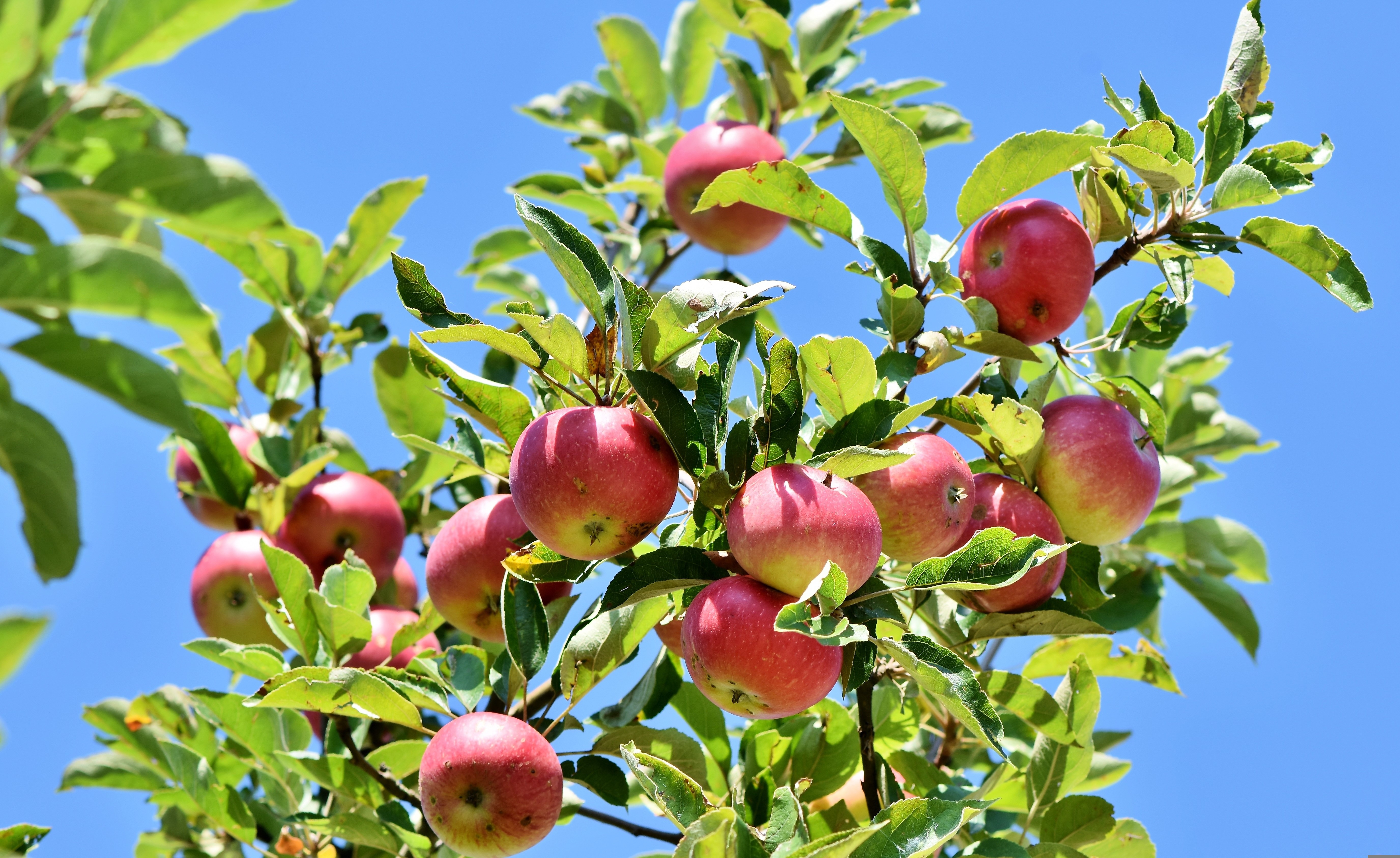 A photo of some apples on a tree branch, taken from below.